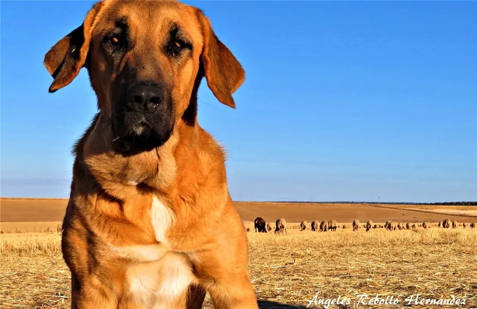 La lentitud de los rebaños