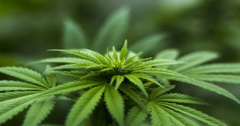 Algunas variedades legales de cáñamo con CBD