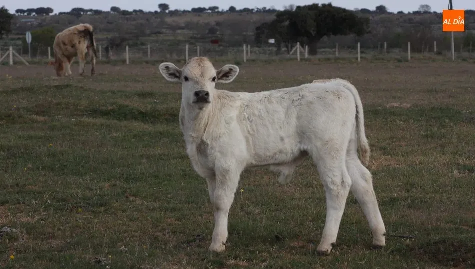 Desciende el precio de los teneros para vida en un mercado con 2.653 animales para cebo