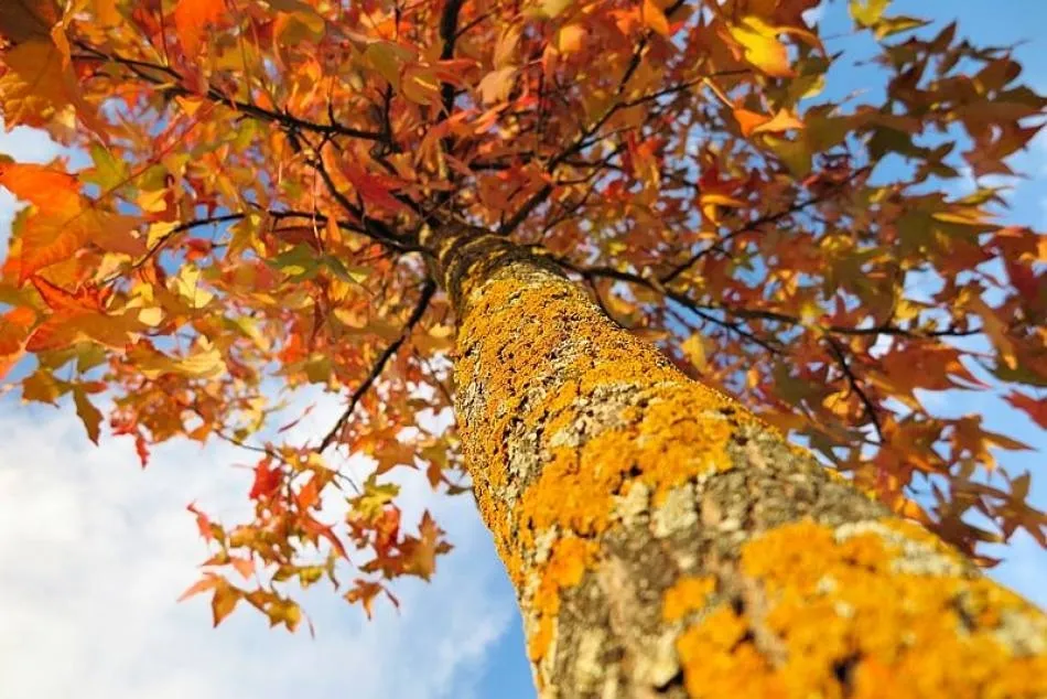 Otoño en Salamanca. Foto: Manuel Lamas
