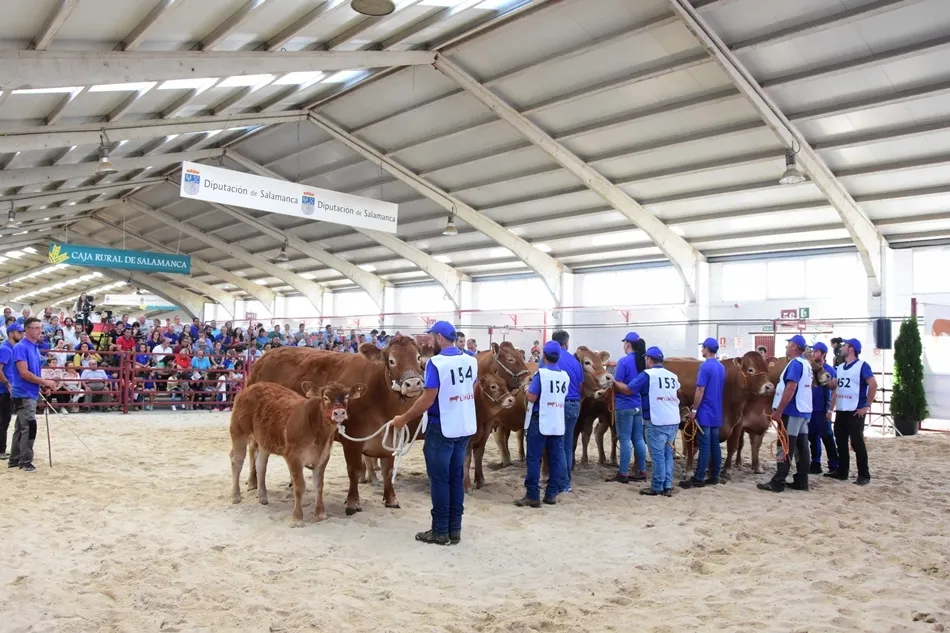 Concurso Nacional de Raza Limusina Hembras. Foto: Salamaq