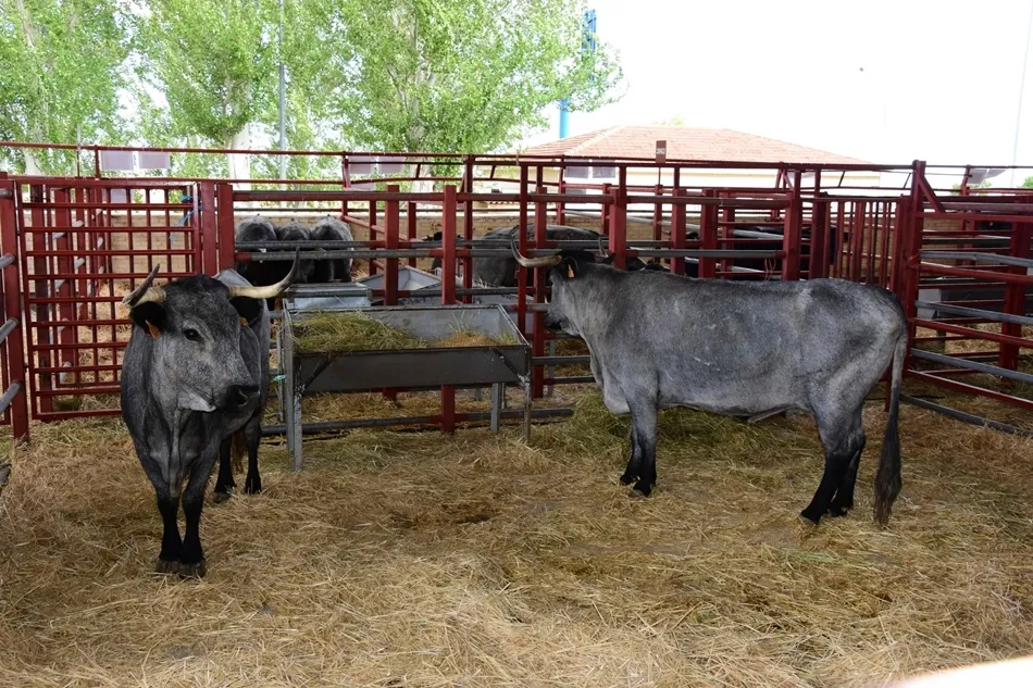 Ejemplares de la raza morucha presentes en la feria. Foto: Salamaq