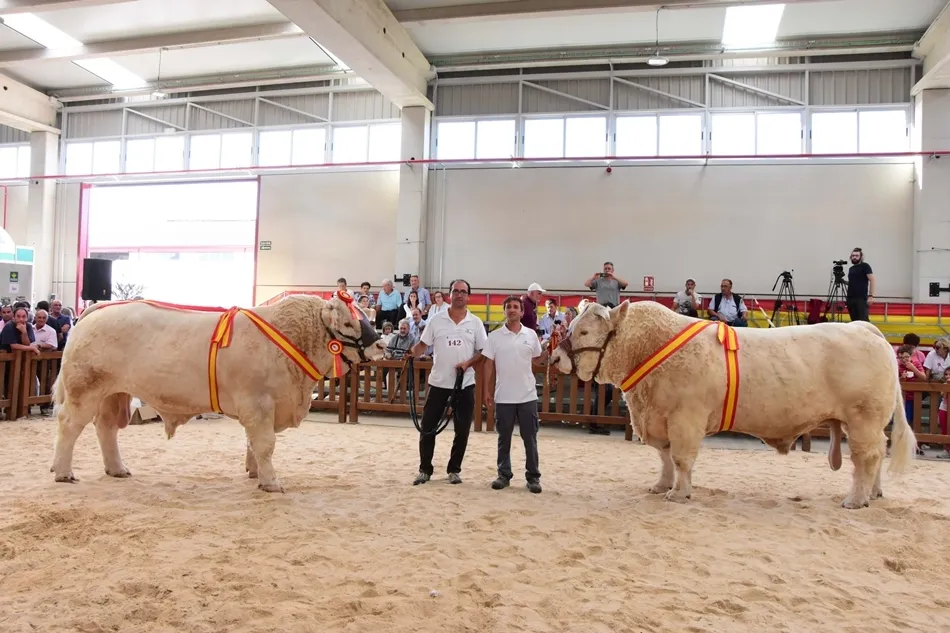 Jacson y Jabali, los ejemplares ganadores del Concurso de Raza Charolesa en Salamaq