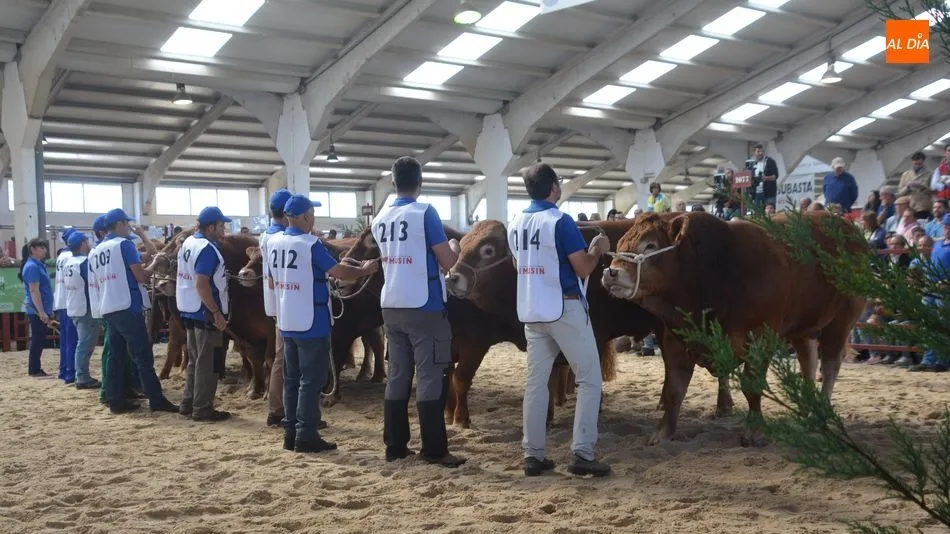 Los mejores del Concurso Nacional de Machos de Raza Limusina 