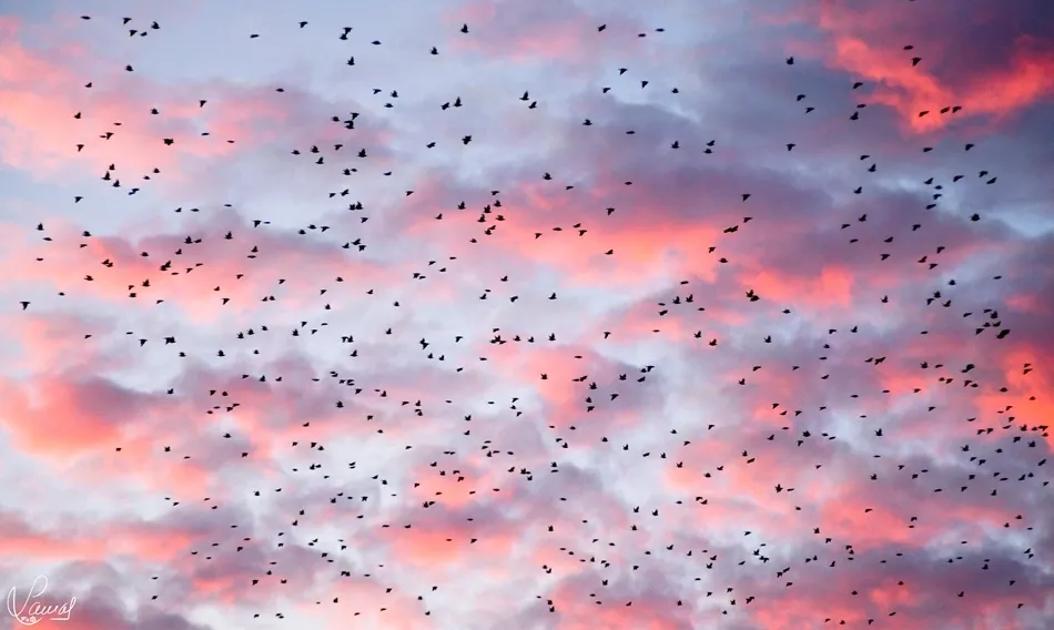 Viajeras celestiales