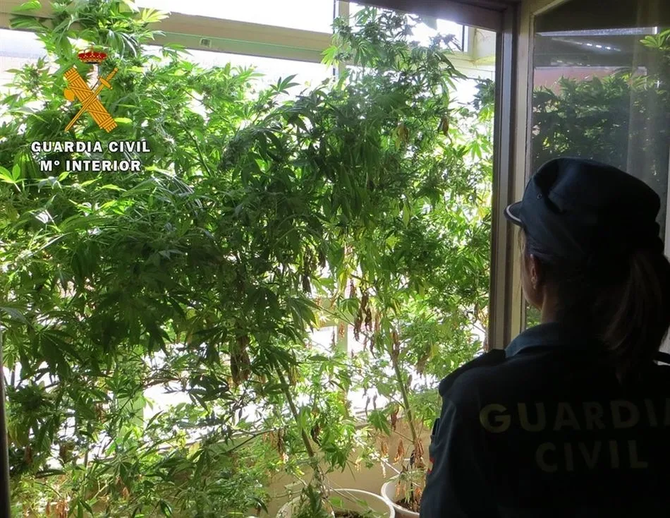 Dos detenidos y 15 plantas de marihuana aprehendidas tras un registro domiciliario en Briviesca  