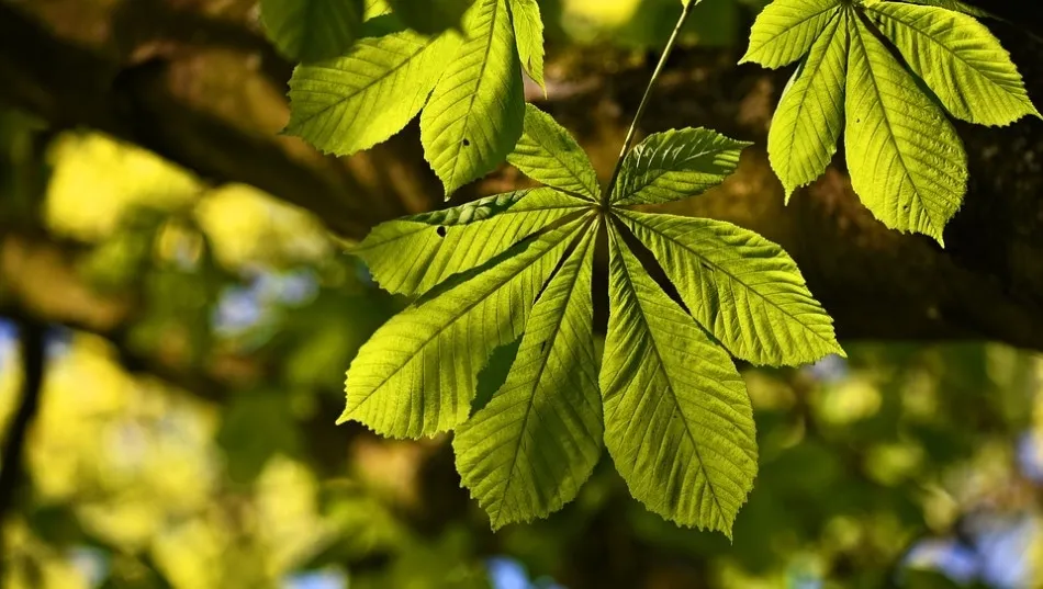 Abro los ojos espantada por el terso verdor de sus copas, por las nostalgias sin florecer, por los cuerpos sin abrigo, por este eterno verano