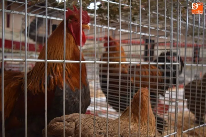 Calzada de Valdunciel acogerá el I Concurso-Exposición Internacional de Avicultura y Cunicultura...