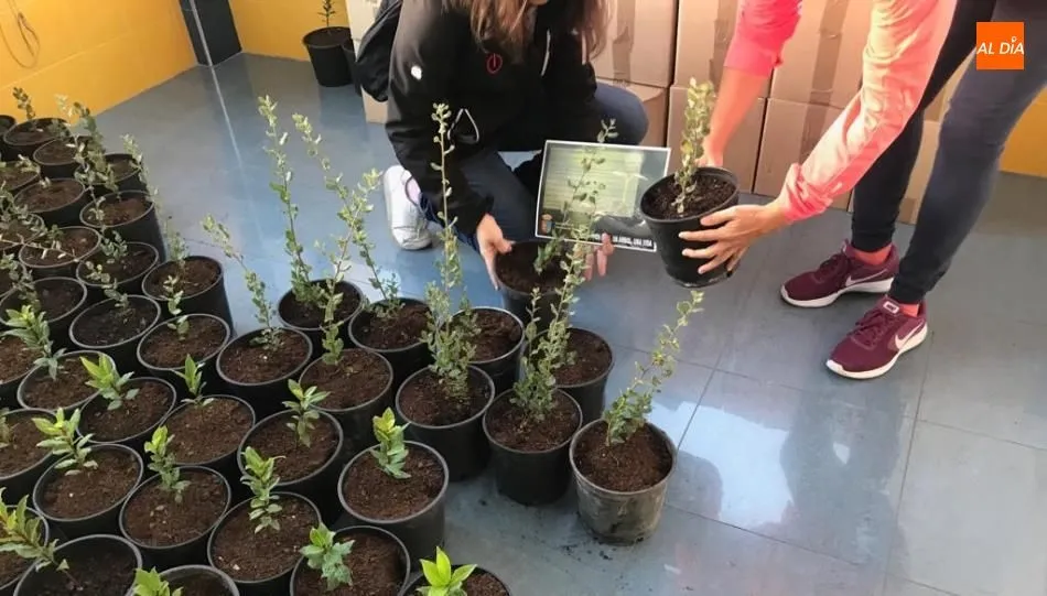 Ejemplares de laurel que se reparten en el antiguo consultorio de Castellanos de Moriscos