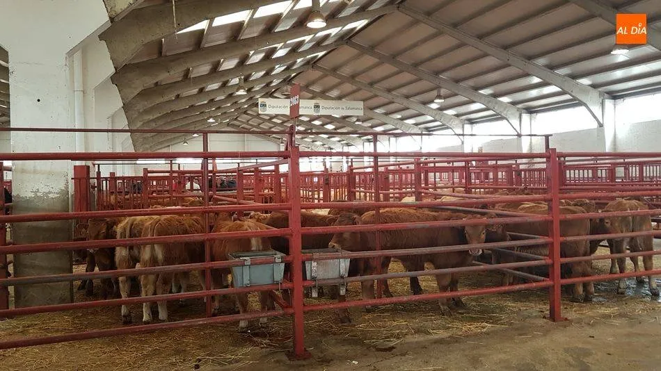 CCOO considera necesario más personal administrativo del que se destina al mercado de ganado de Salamanca
