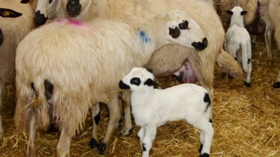 El precio de los lechazos bajaba en 10 céntimos de euro por kilo