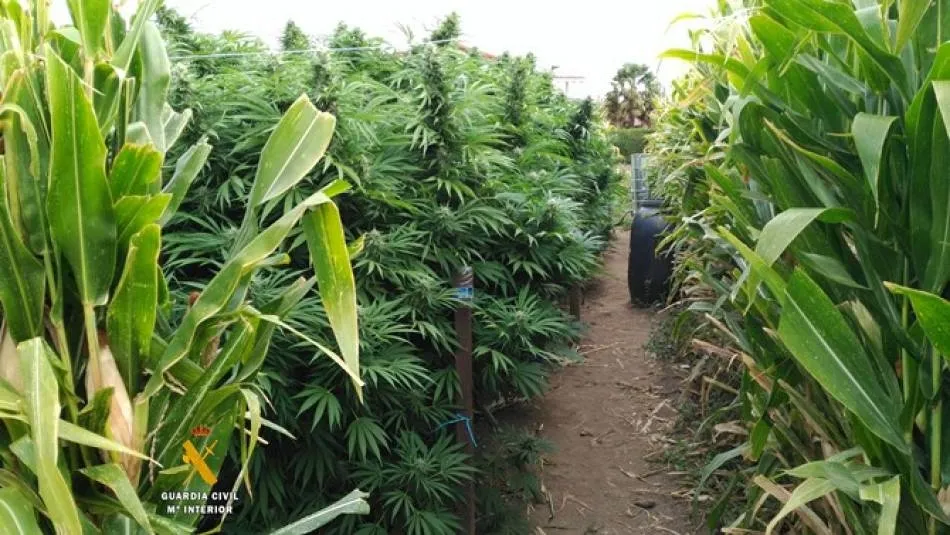 Imagen de archivo de una plantación de marihuana