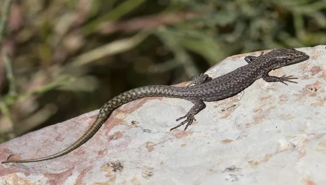 Una lagartija serrana