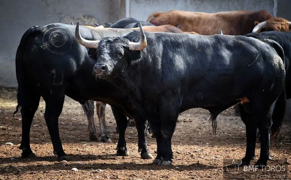 La Peña Taurina Eduardo Gallo concede a Montalvo el Premio a la Corrida Mejor Presentada de la...