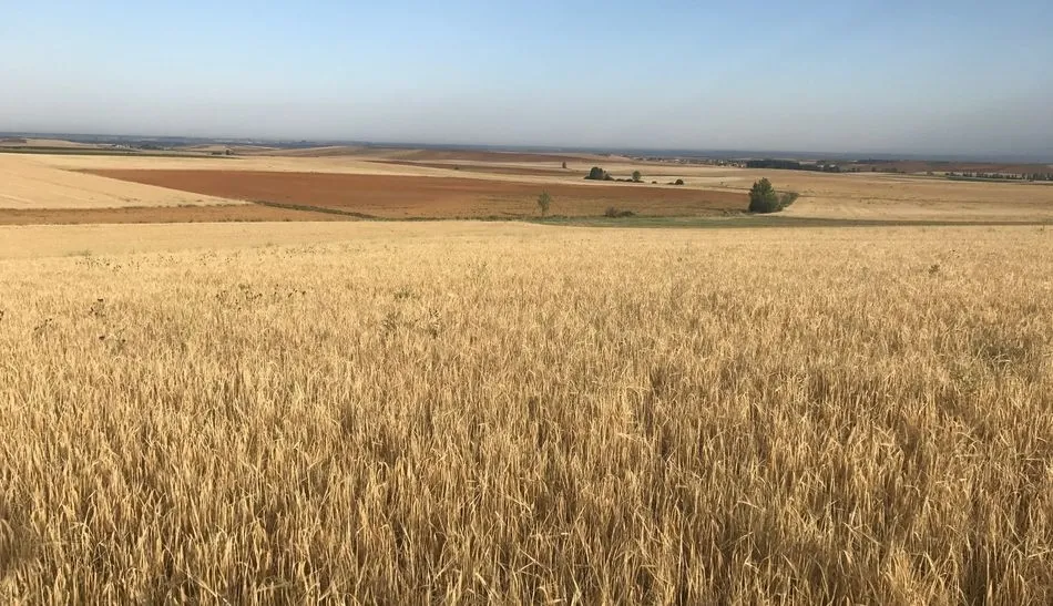 Asaja critica a Agricultura por no consultar con el sector el convenio de la sequía que firmará...