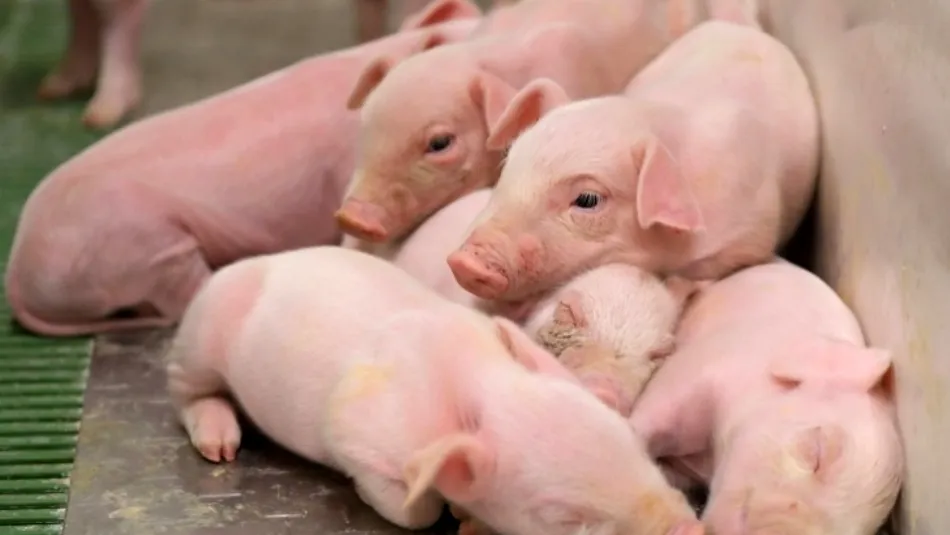 Los tostones de 4 a 6 kilos y de 5 a 8 subieron de precio en un euro por unidad