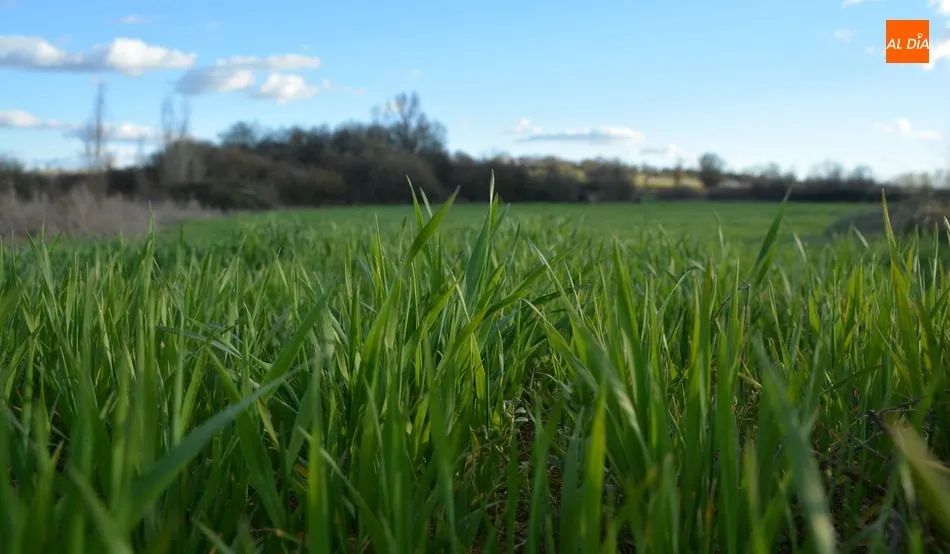 ASAJA pide a PP y Ciudadanos que no cuestionen la eficacia y utilidad del Instituto Tecnológico...