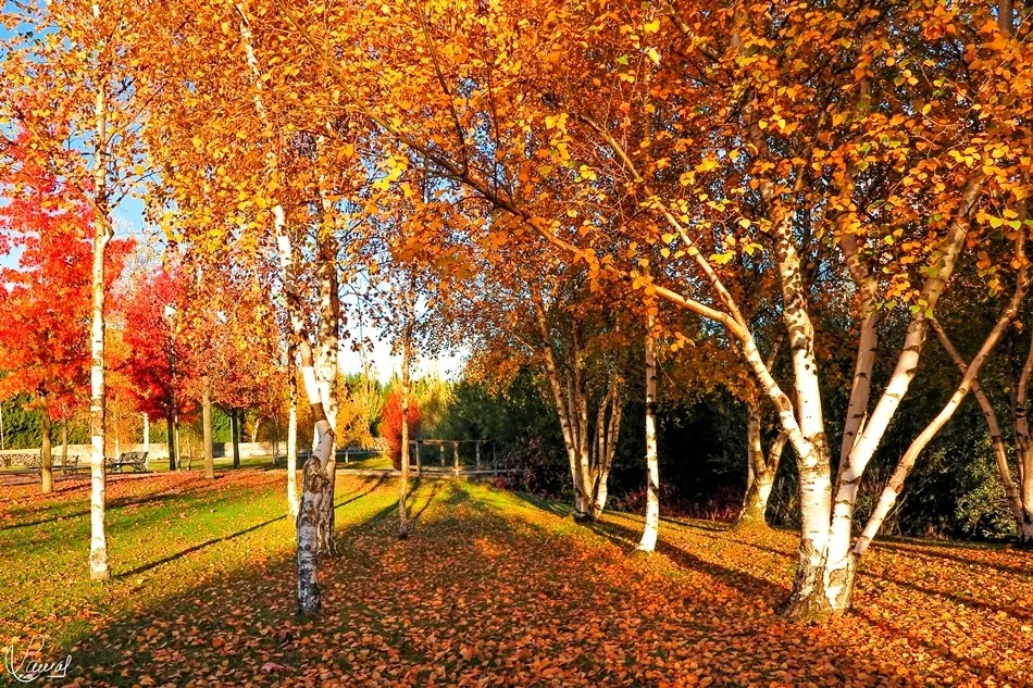 La fiesta del otoño