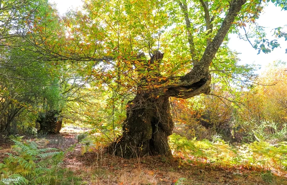 El valor de lo vetusto