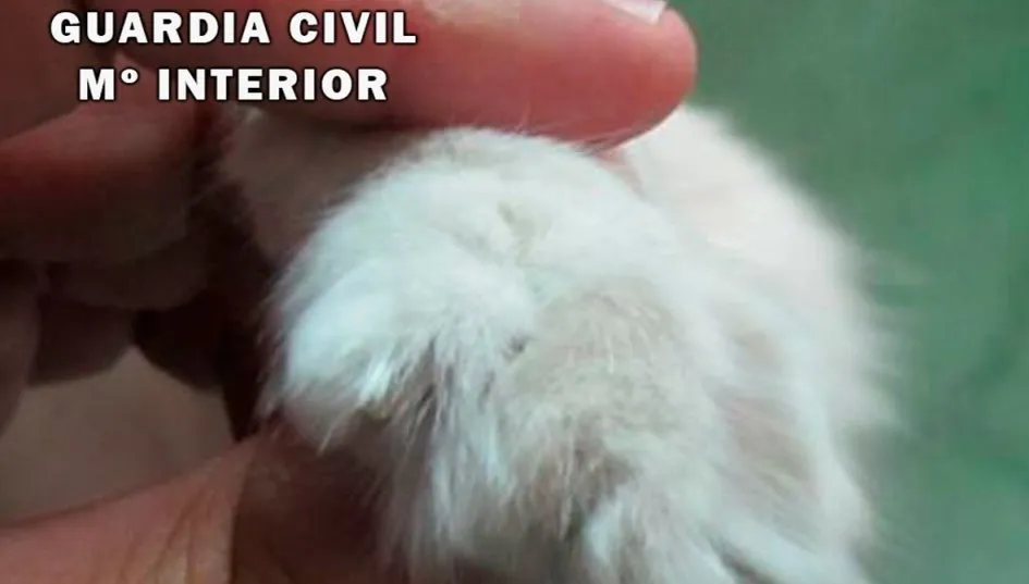 Extremidad de uno de los gatos a los que se le habían amputado las garras