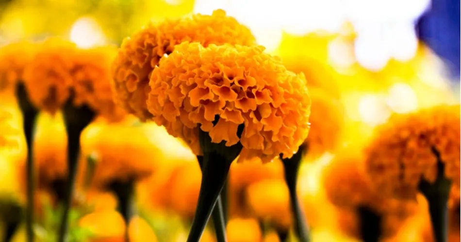 Plantas con maravillosas flores otoñales