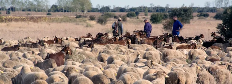 Un grupo de ganaderos