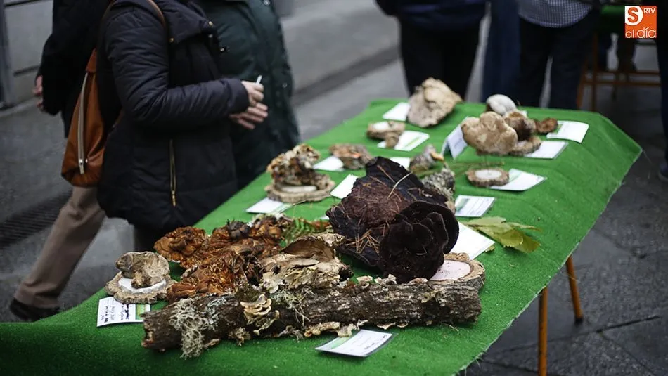 La Sociedad Micológica Salmantina ‘Lazarillo’ organiza una exposición en la plaza de la Libertad