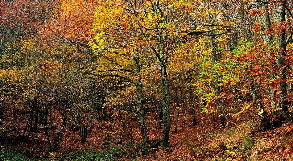 El ocre de noviembre