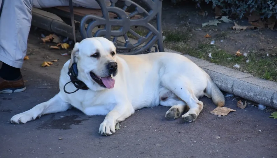 Ese perro que se queda quieto, ese perro que pone el hocico cálido, seguro, fiel, sobre una rodilla cansada de estar doblada