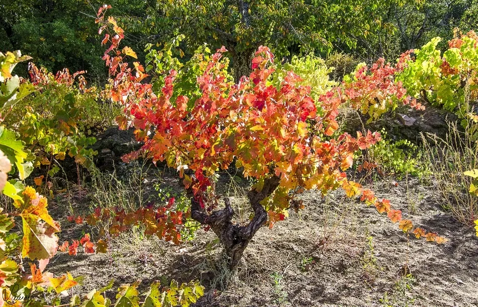 Cuidados y paciencia