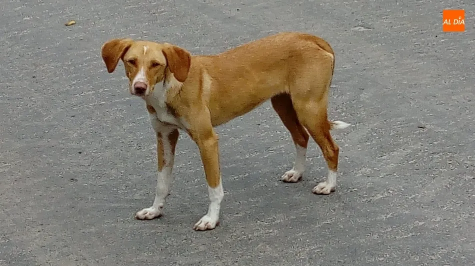 Una perra mestiza de color marrón se encuentra extraviada en Picones  