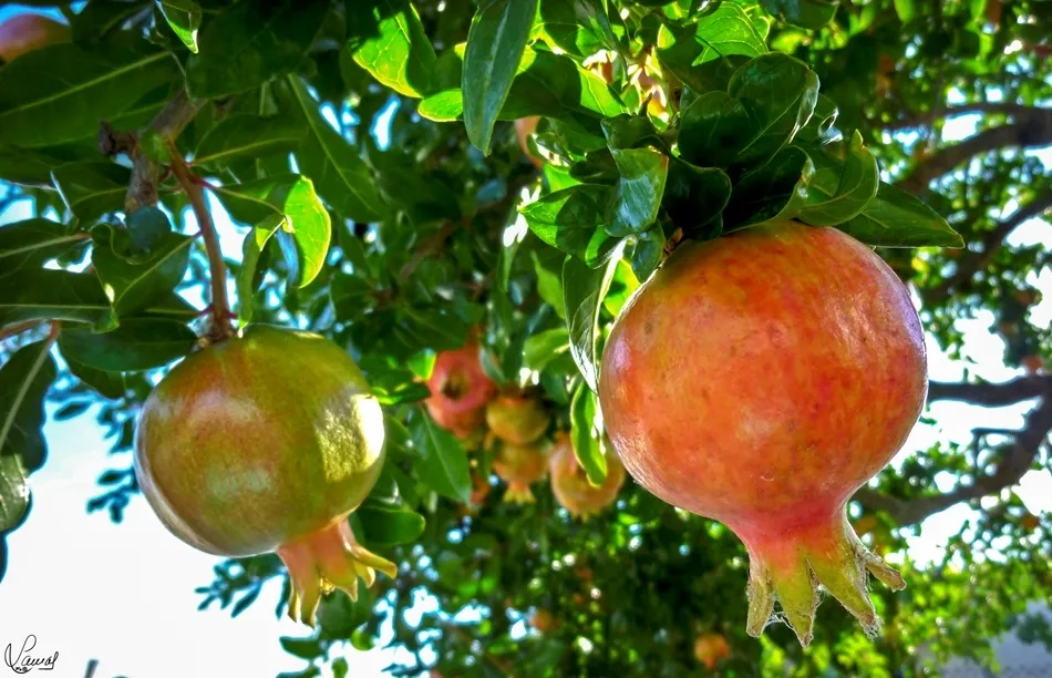 Delicias prenavideñas