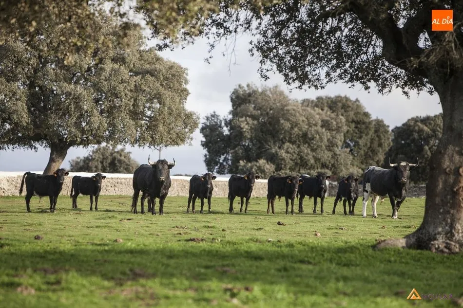Camada de la ganadería Hoyo de la Gitana en la finca Galleguillos ubicada en el municipio de Vecinos | FOTOS: Pablo Angular