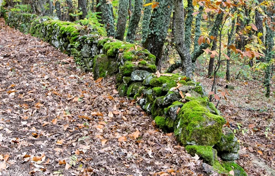 Batalla cromática, vida y muerte