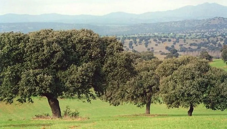 La Jornada de la Dehesa se celebrará a las 10:00 horas en la Cámara de Comercio