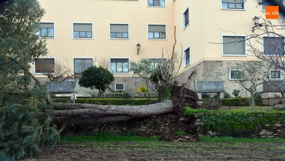 El árbol derribado ha caído en la huerta del centro residencial / E. Corredera