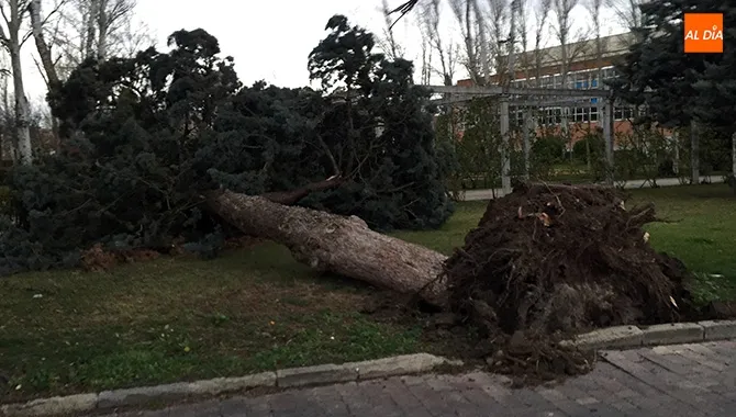 El fuerte viente arracaba dos grandes arboles en el parque Los Jardines