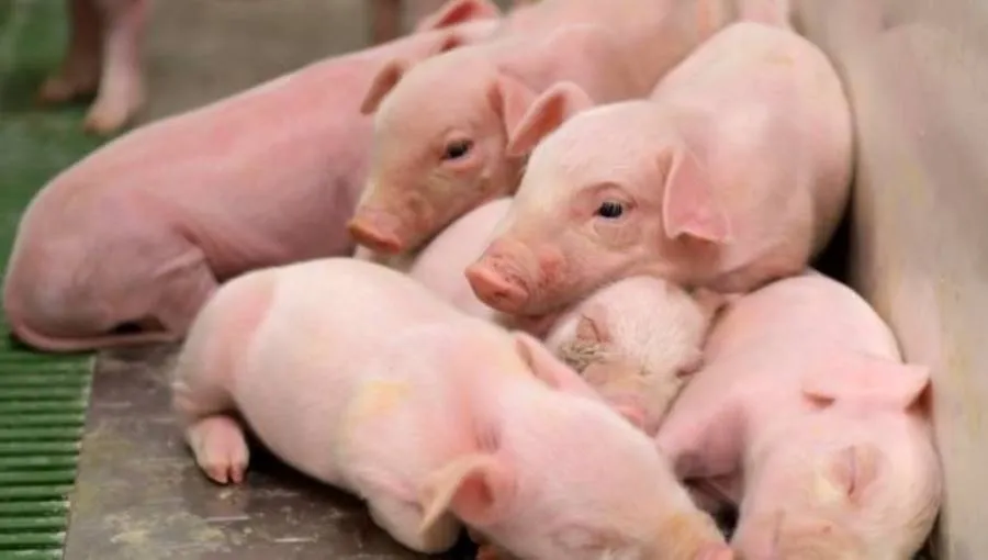 Los tostones han protagonizado el principal descenso de precios de esta jornada