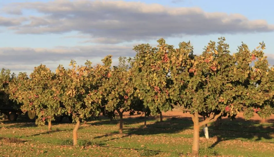 El pistacho es un cultivo alternativo muy interesante por el importante déficit para el abastecimiento del consumo tanto en España como en la Unión Europea pero también por su alta rentabilidad