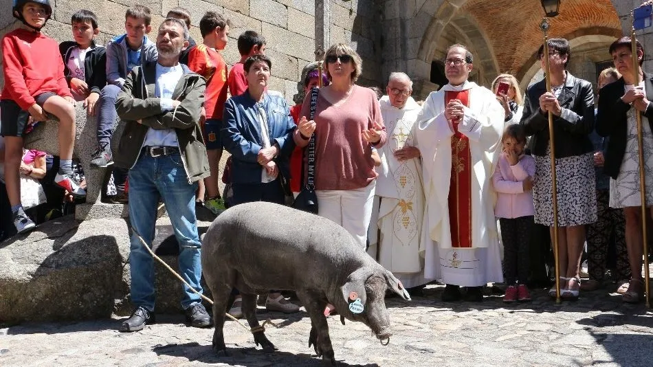 Bendición del marrano de San Antón el pasado 13 de junio, festividad de San Antonio de Padua
