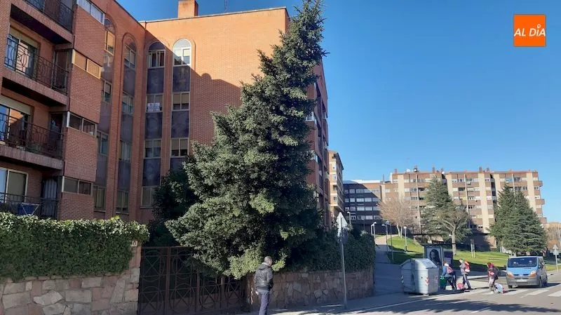 Árbol derribado por el viento en San José