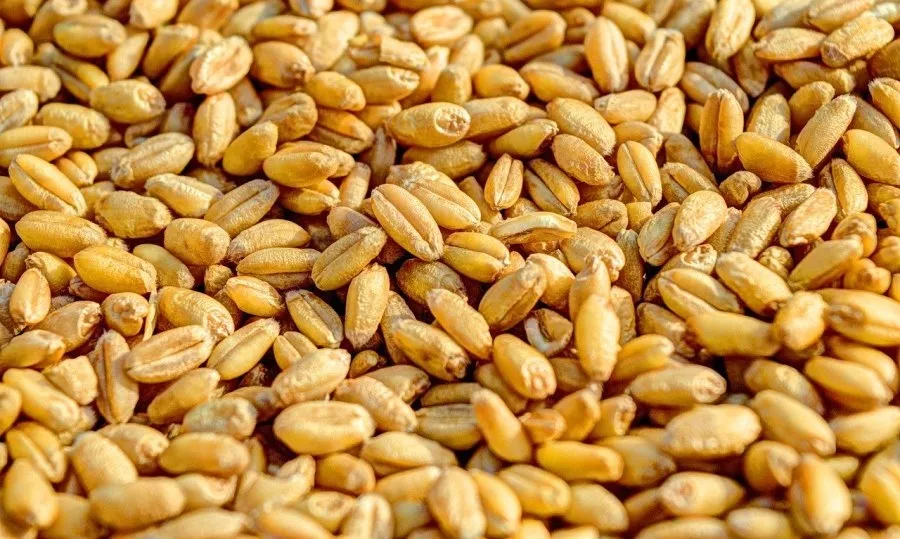 El precio de la tonelada de trigo ha pasado de los 196 a los 199 euros