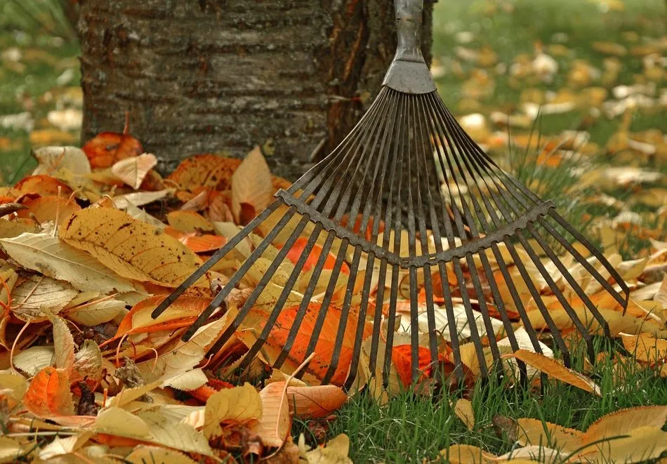 El delicado ras, ras de los rastrillos  