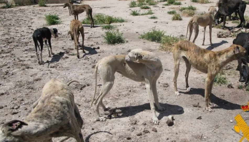 Galgos intervenidos por la Guardia Civil en una operación anterior