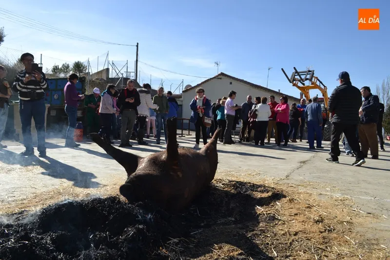 La sexta Matanza Tradicional de Macotera tendrá lugar este sábado. Foto: Archivo