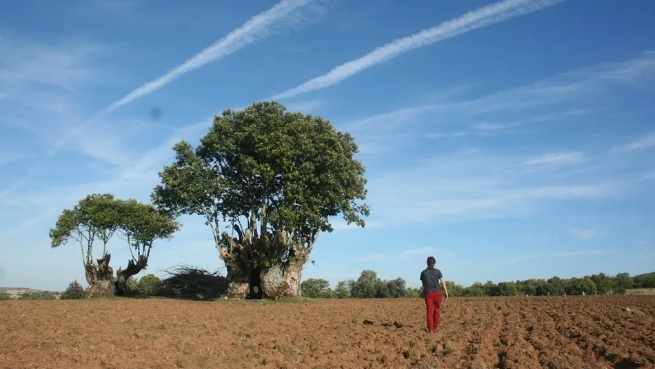 El singular patrimonio arbóreo que custodia la provincia salmantina. Foto: Fundación Tormes-EB