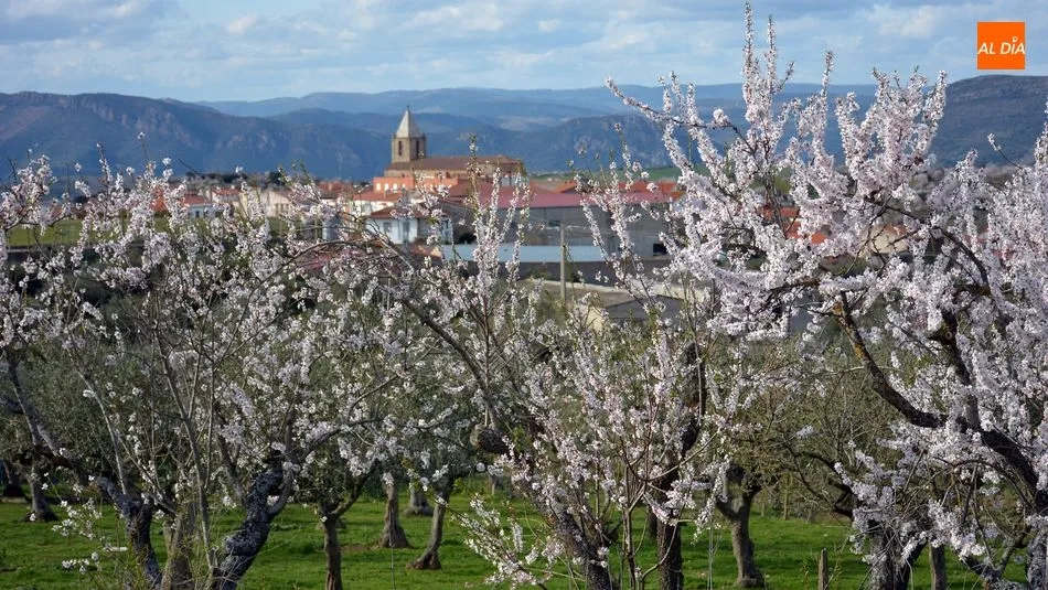 Imagen de los almendros en flor que circundan el municipio de La Fregeneda / E. Corredera