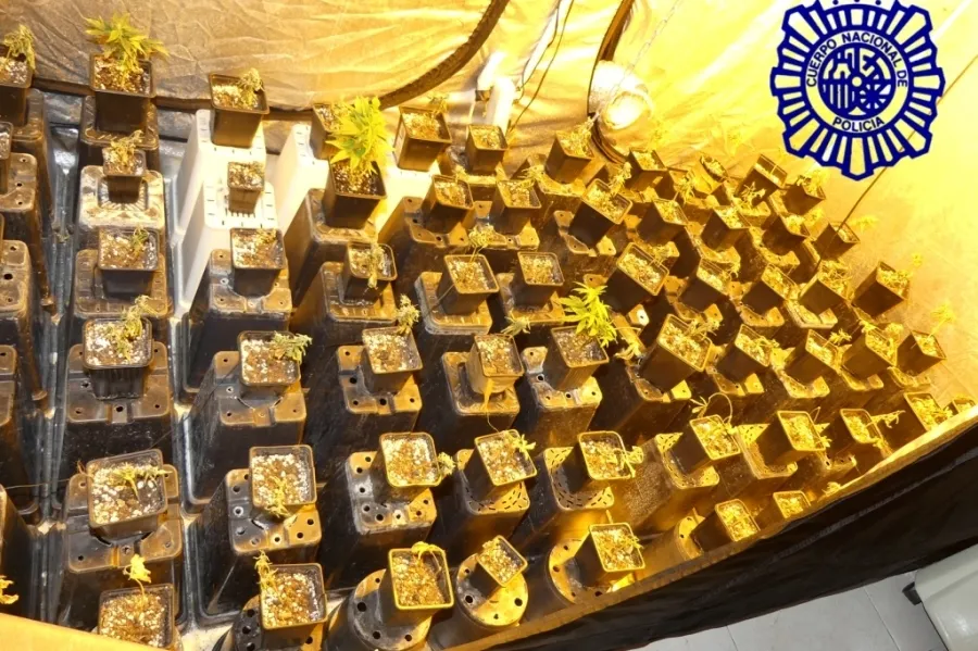 Parte de las 94 plantas de marihuana encontradas en esta vivienda