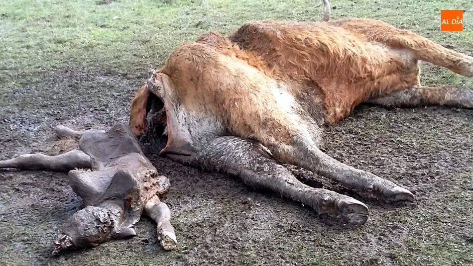 Los buitres acaban con una vaca recien parida y un ternero en Lumbrales