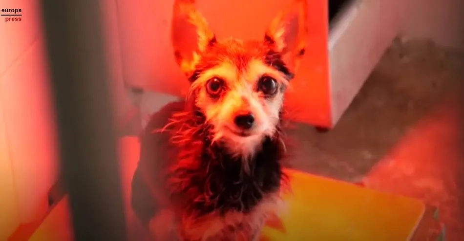 Uno de los animales recogidos